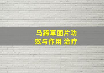 马蹄草图片功效与作用 治疗